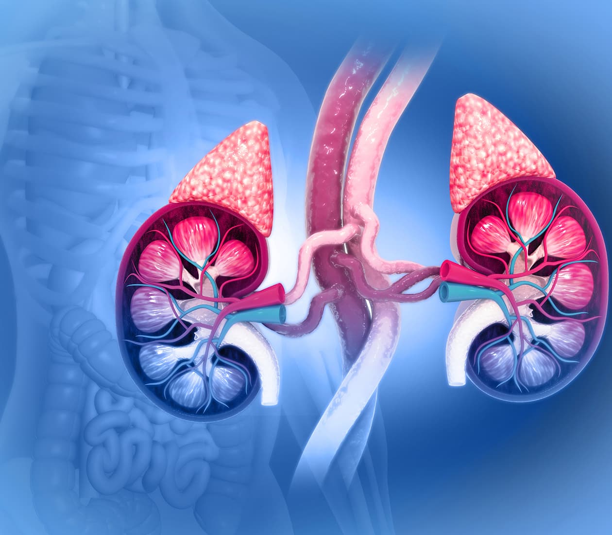 Adrenal Cancer: Symptoms, Diagnosis & Treatment | Adrenal Gland